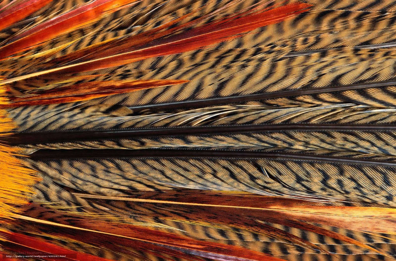 Colorful feather patterns