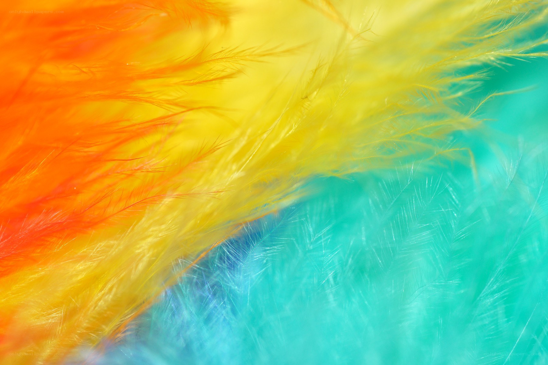 colorful feather texture