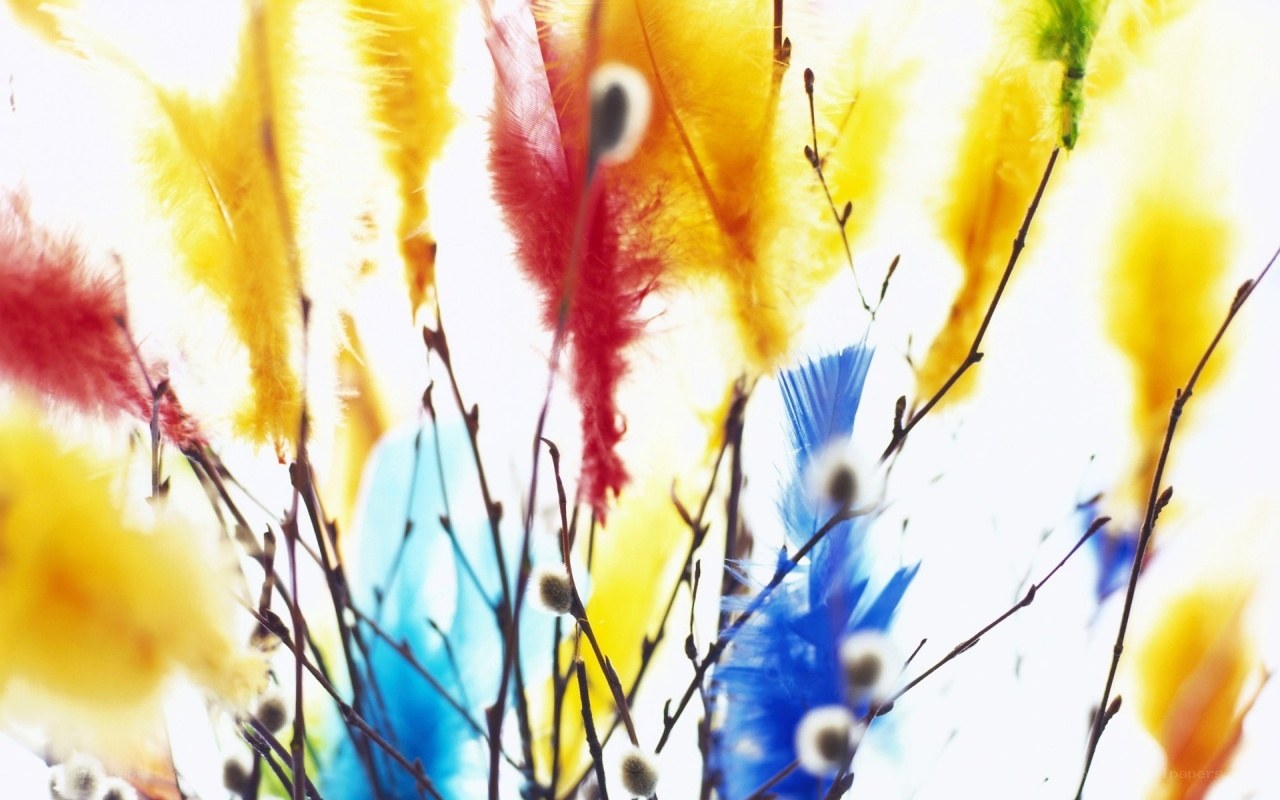 Colorful feathers and branches