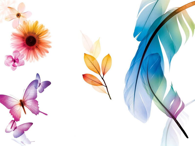 Colorful Feathers and Flowers