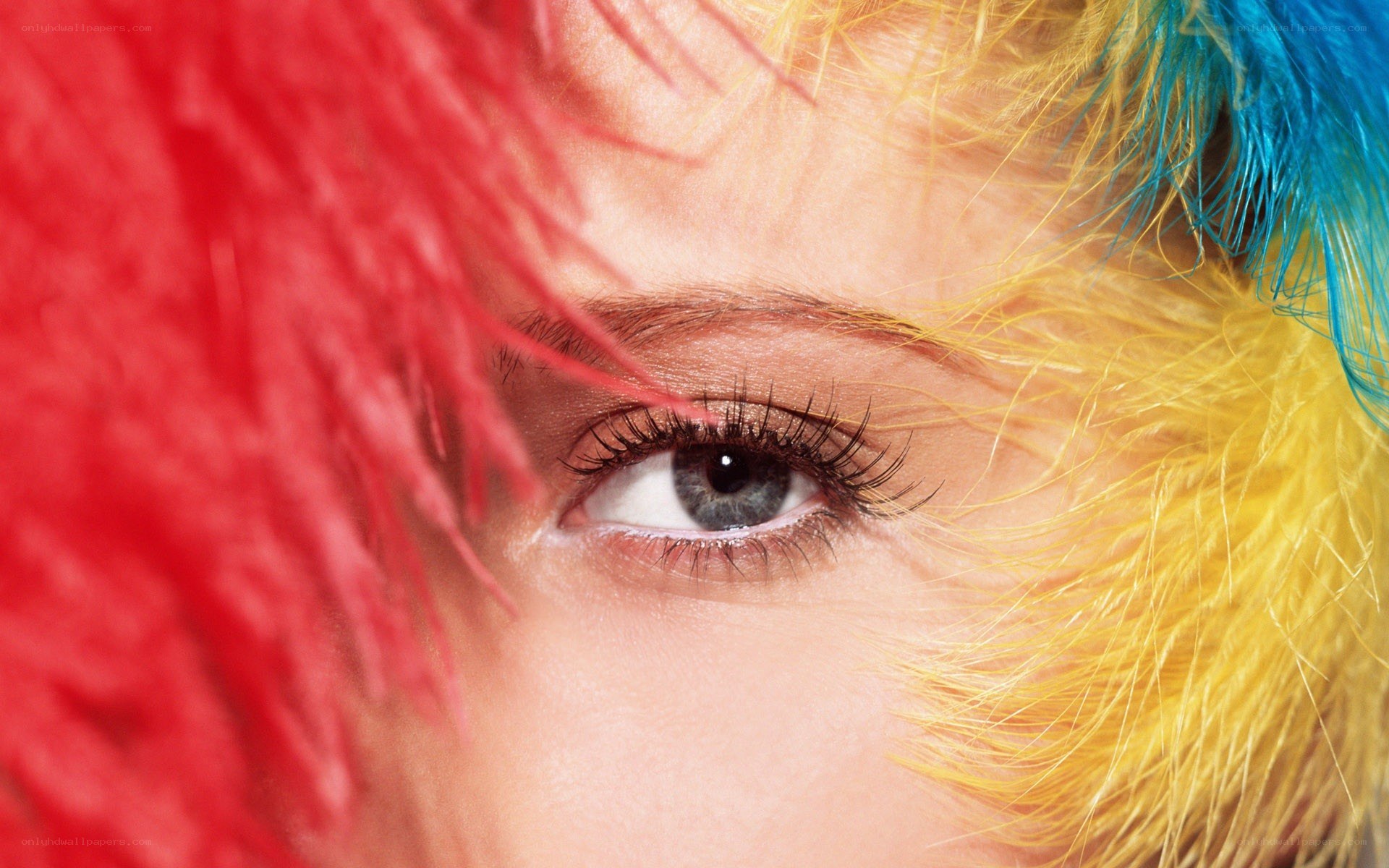 colorful feathers around eye