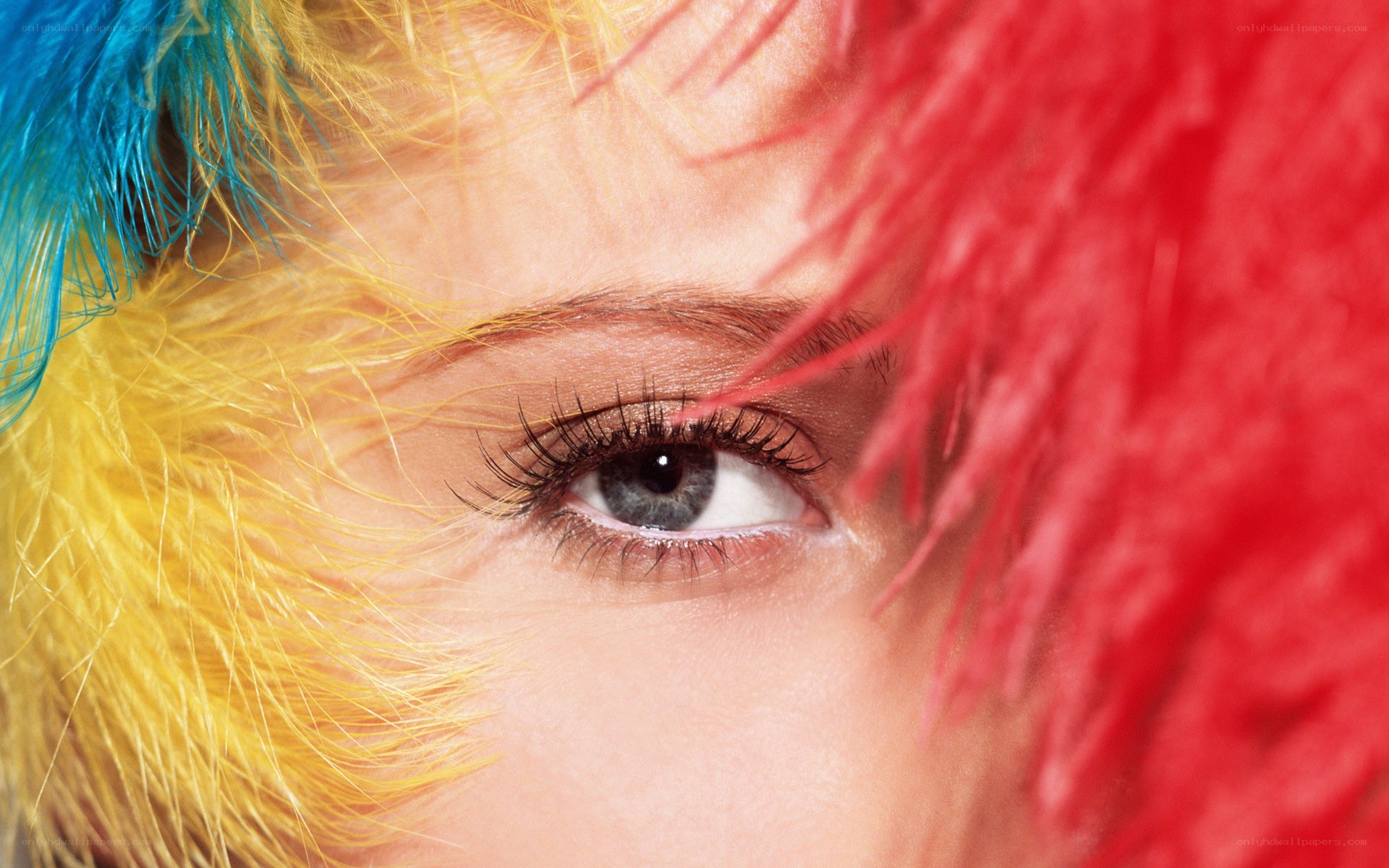 colorful feathers around eye