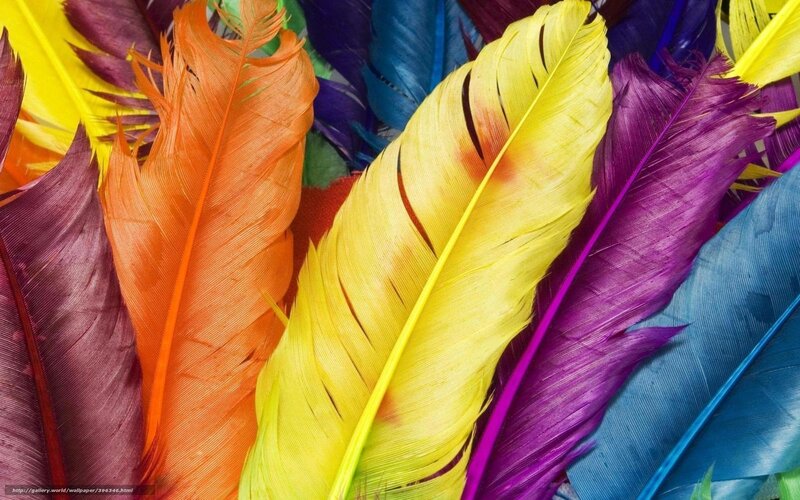Colorful feathers close-up
