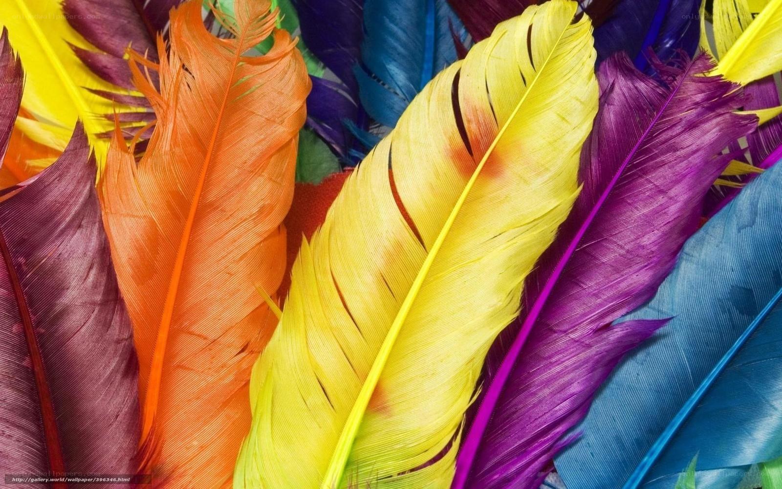 Colorful feathers close-up