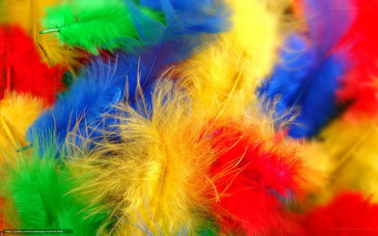 Colorful feathers close-up