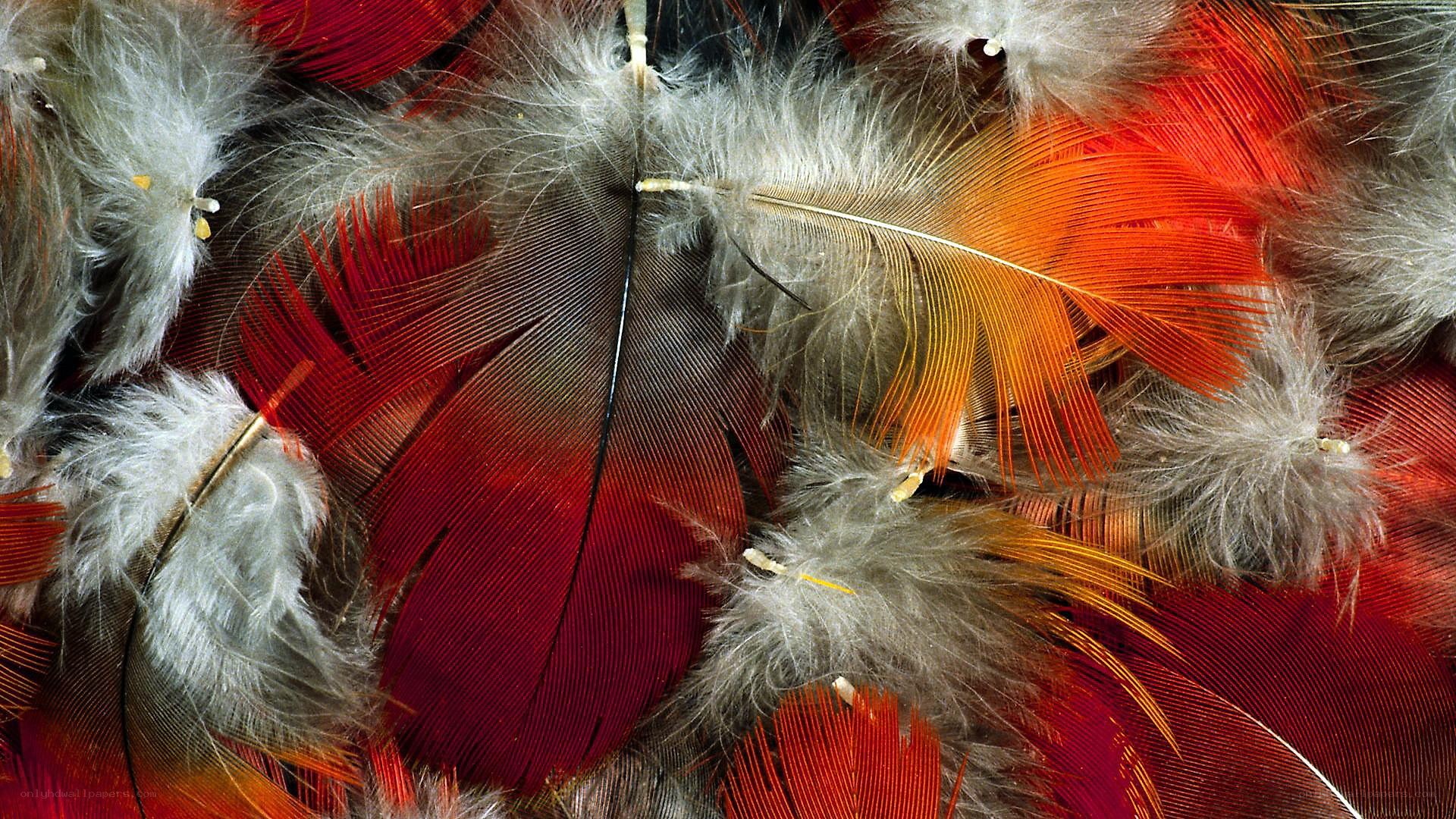 colorful feathers close-up