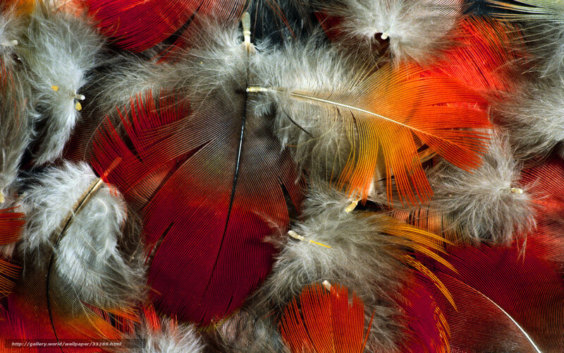 Colorful feathers close-up