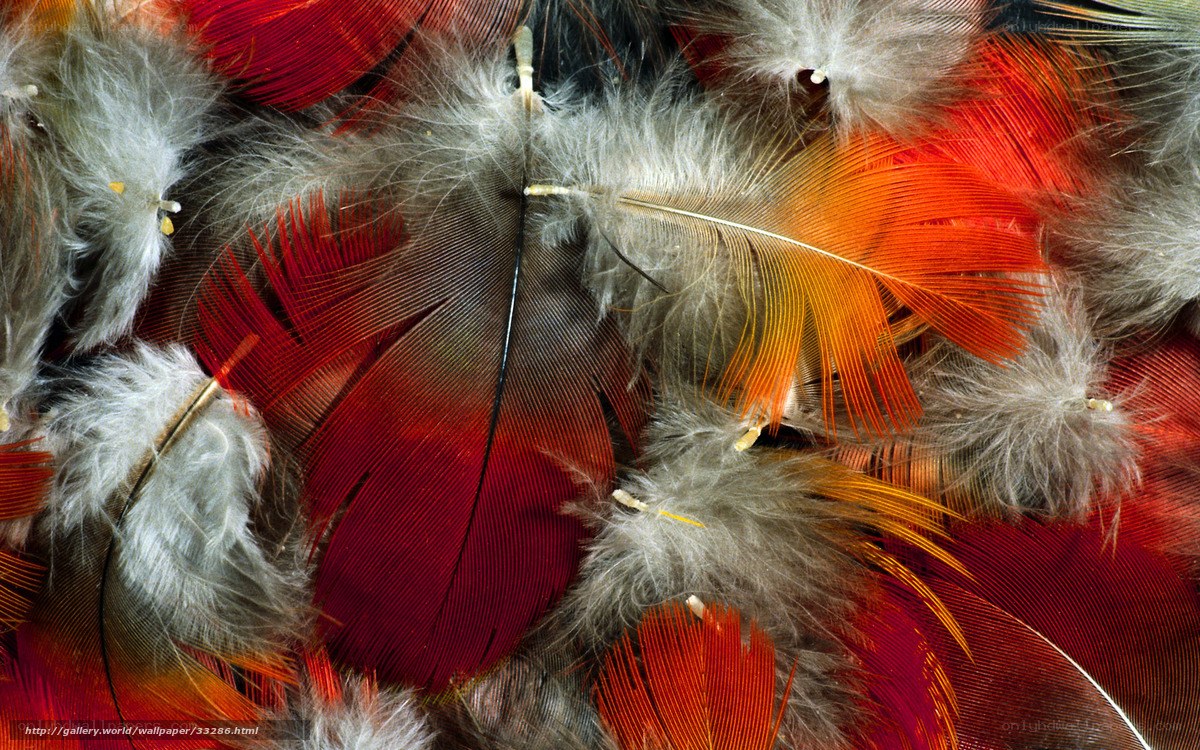 Colorful feathers close-up