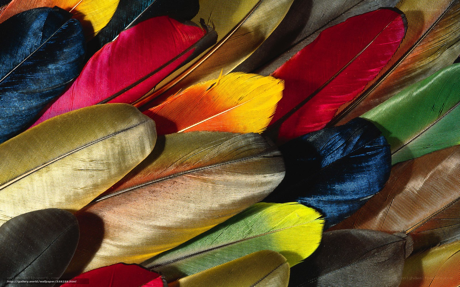 Colorful feathers collection