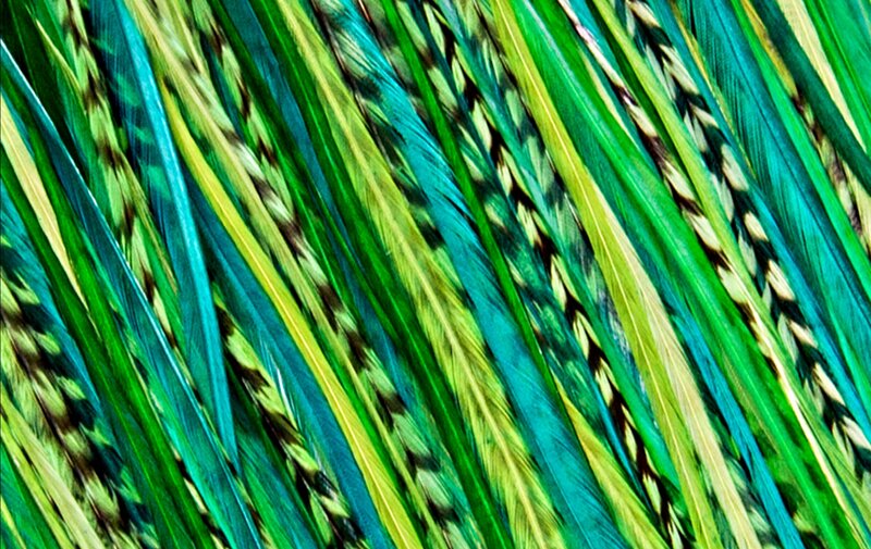 Colorful Feathers — Green, Vibrant