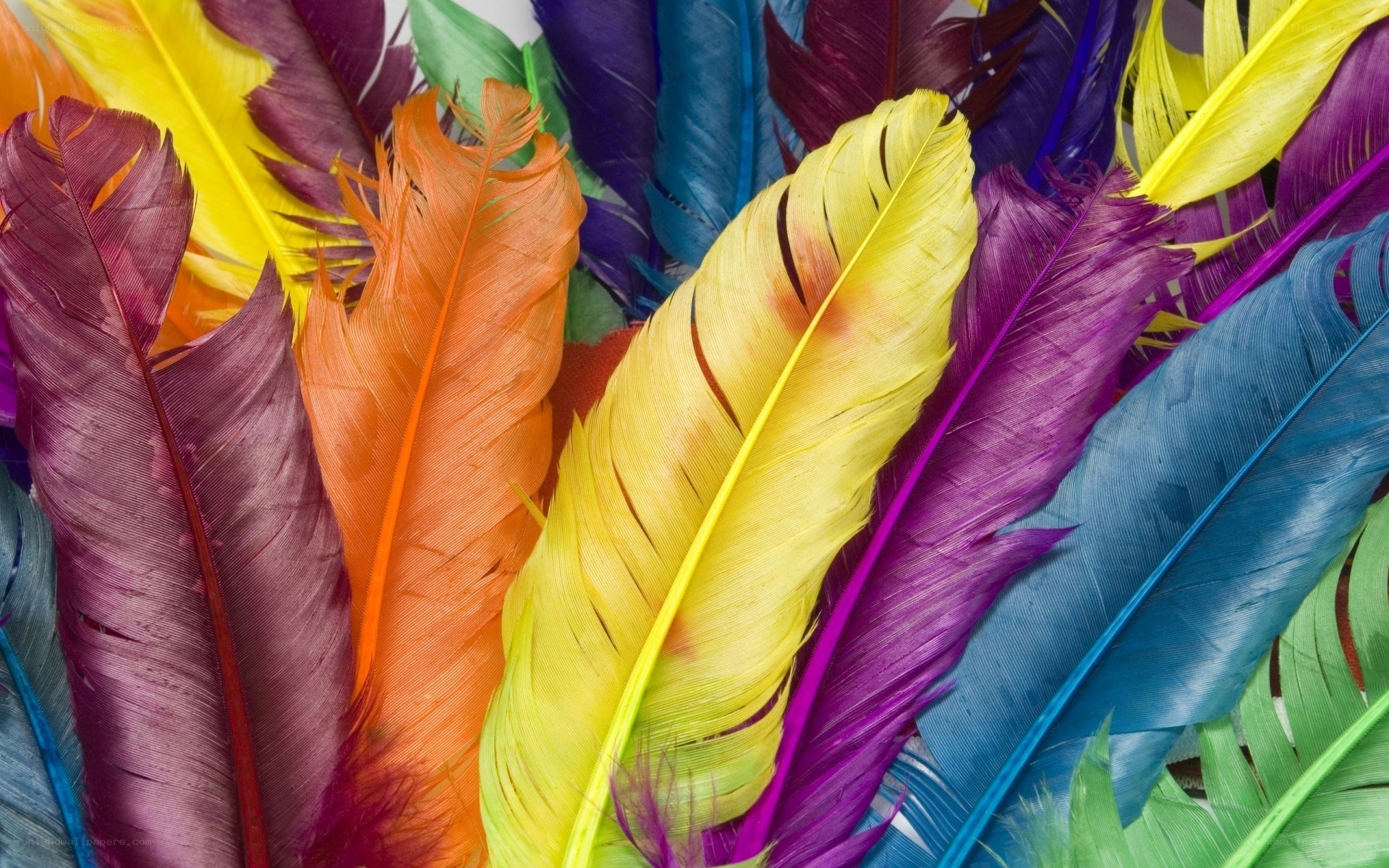 Colorful feathers in a pile