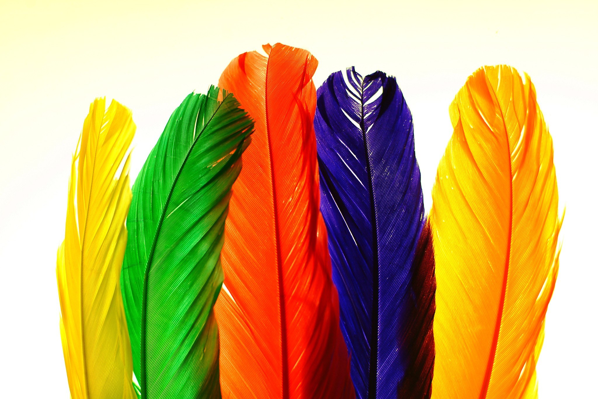 Colorful feathers in a row
