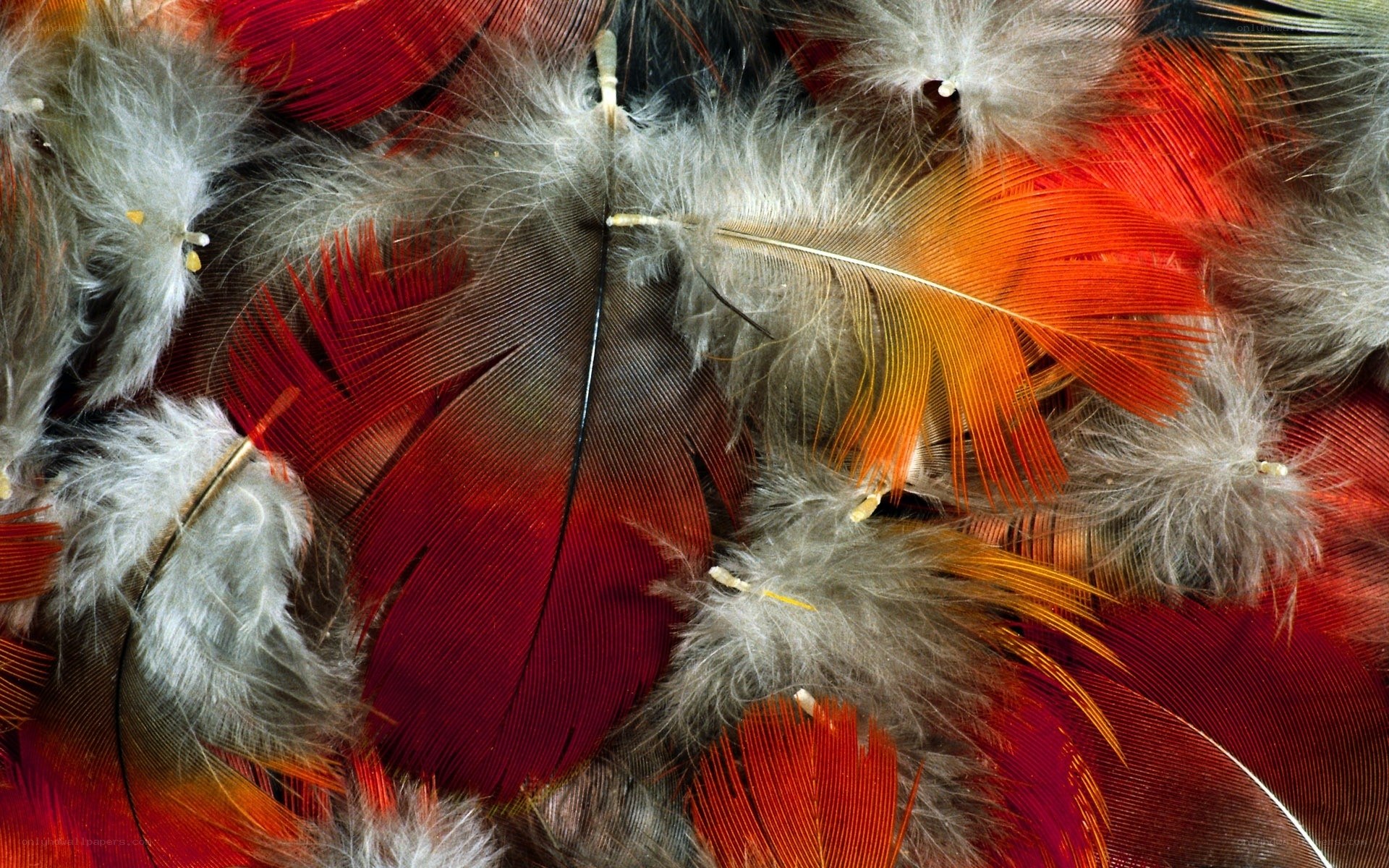 Colorful feathers in close-up