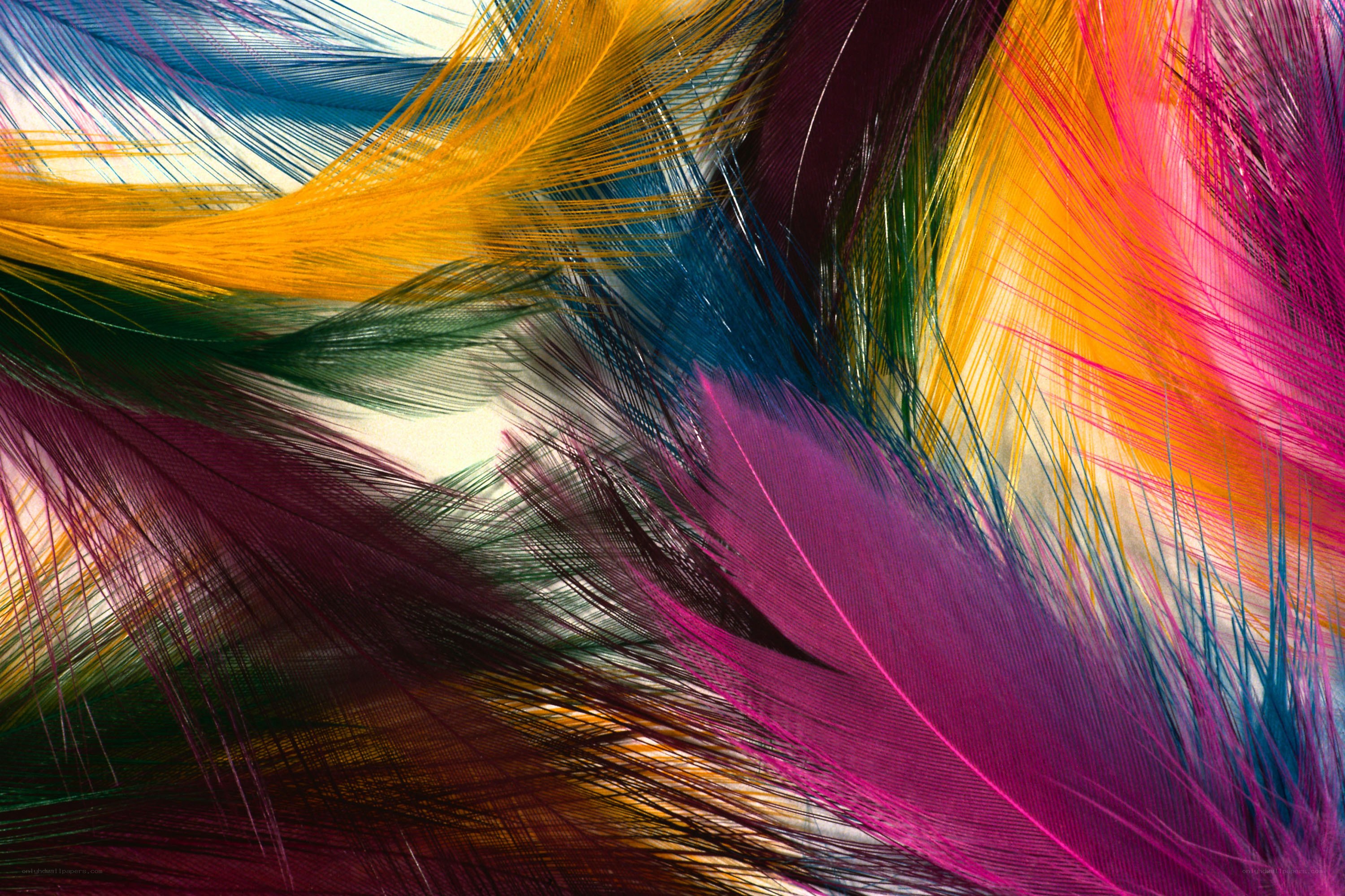Colorful feathers in motion