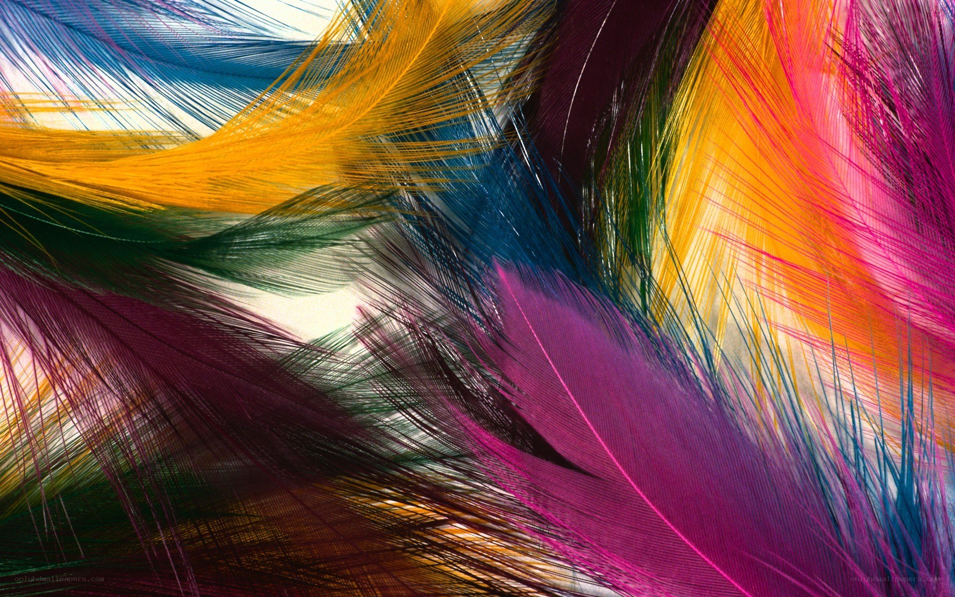 Colorful feathers in motion