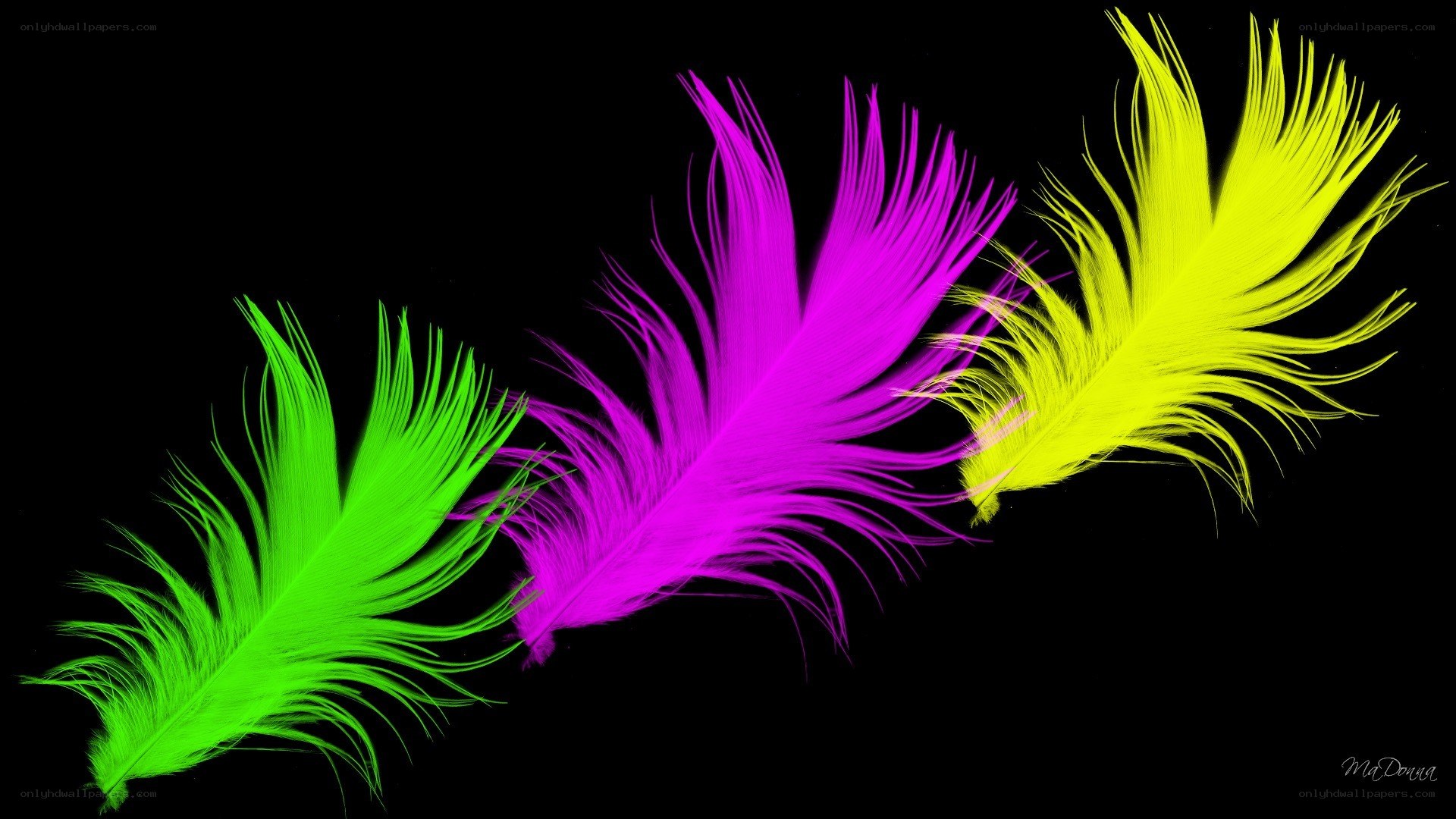 colorful feathers on black