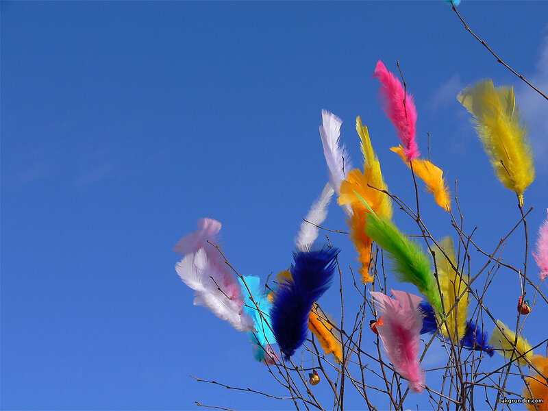 Colorful feathers on branches