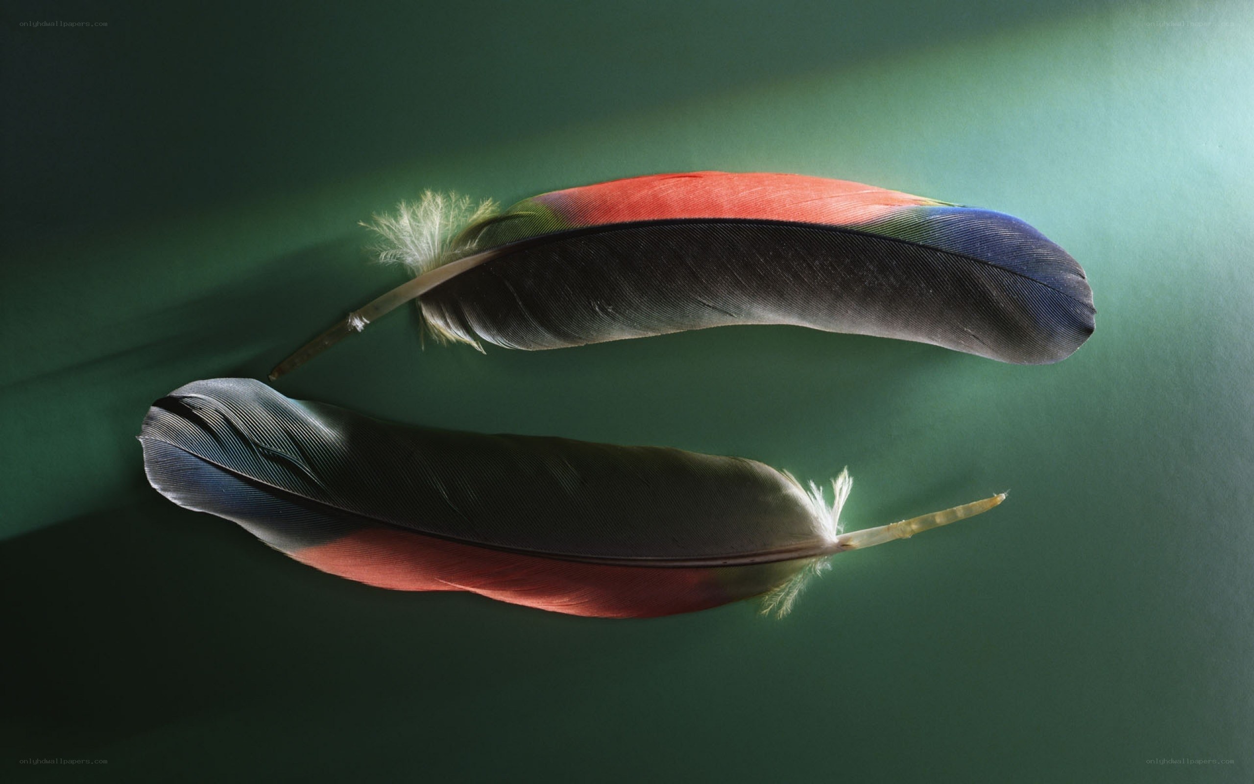 Colorful feathers on green
