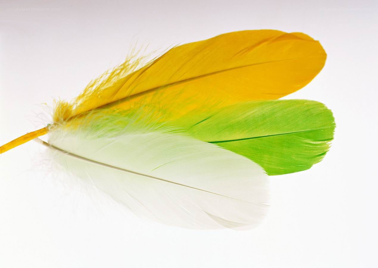 colorful feathers on white