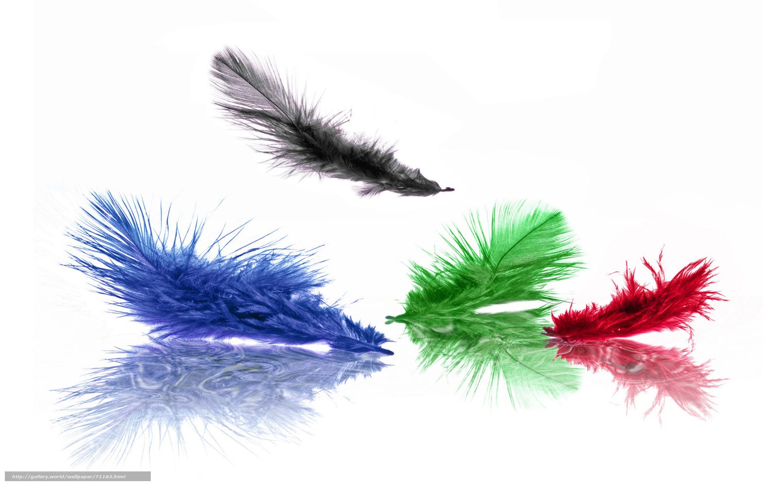 Colorful feathers on white background