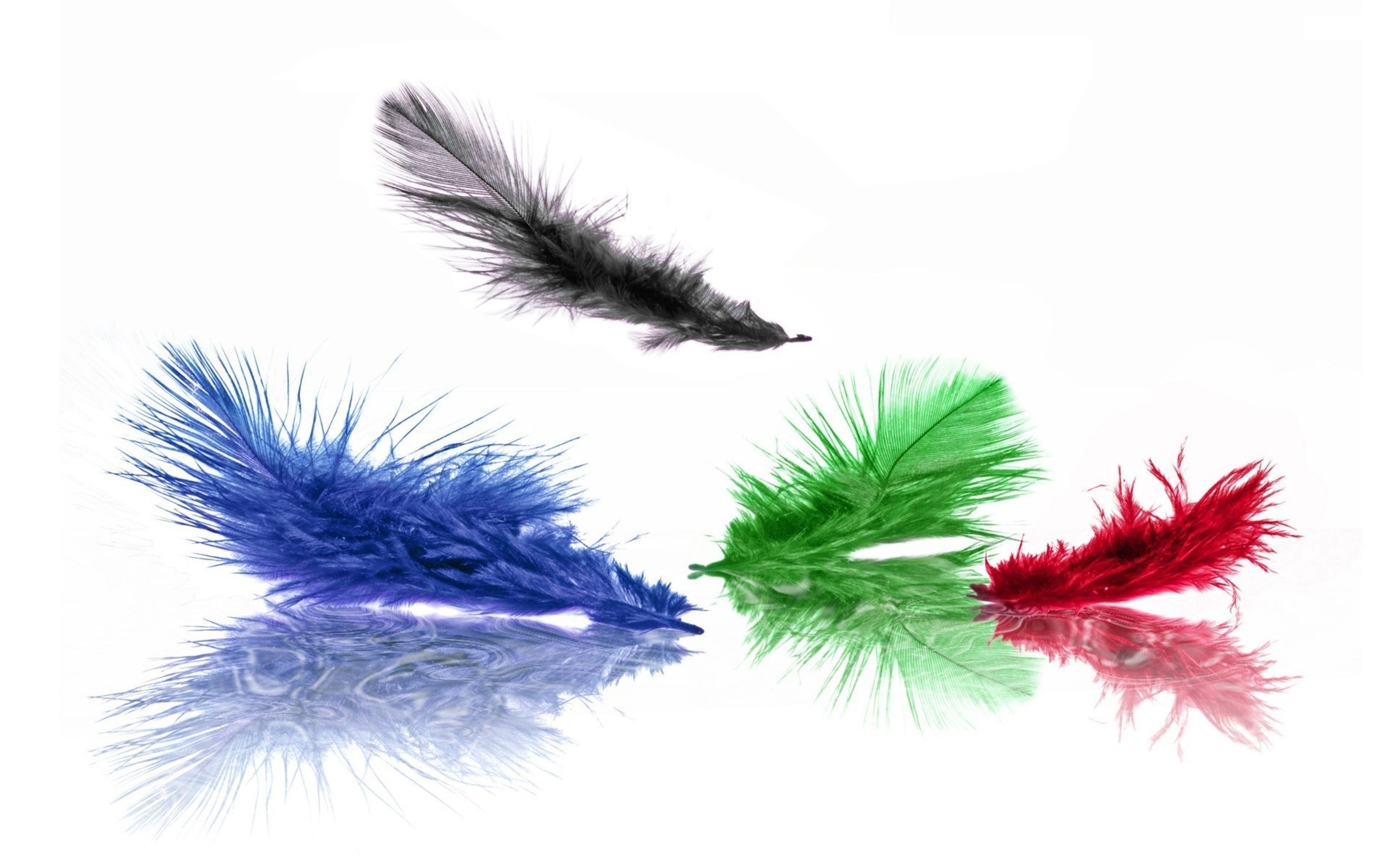 colorful feathers on white