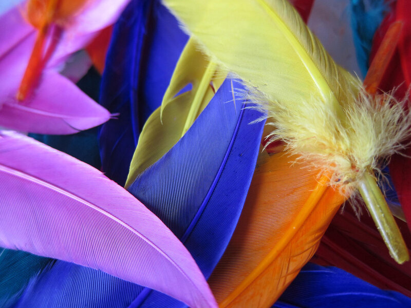 Colorful Feathers — Purple, Vibrant, Photograph