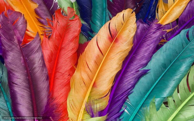 Colorful Feathers — Purple, Vibrant