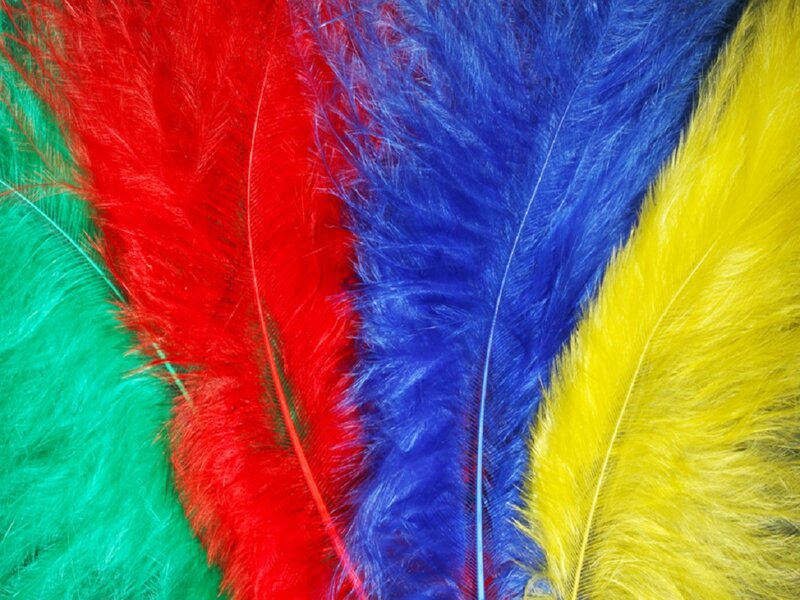 Colorful Feathers — Red, Vibrant
