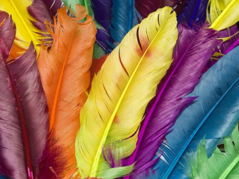 Colorful Feathers