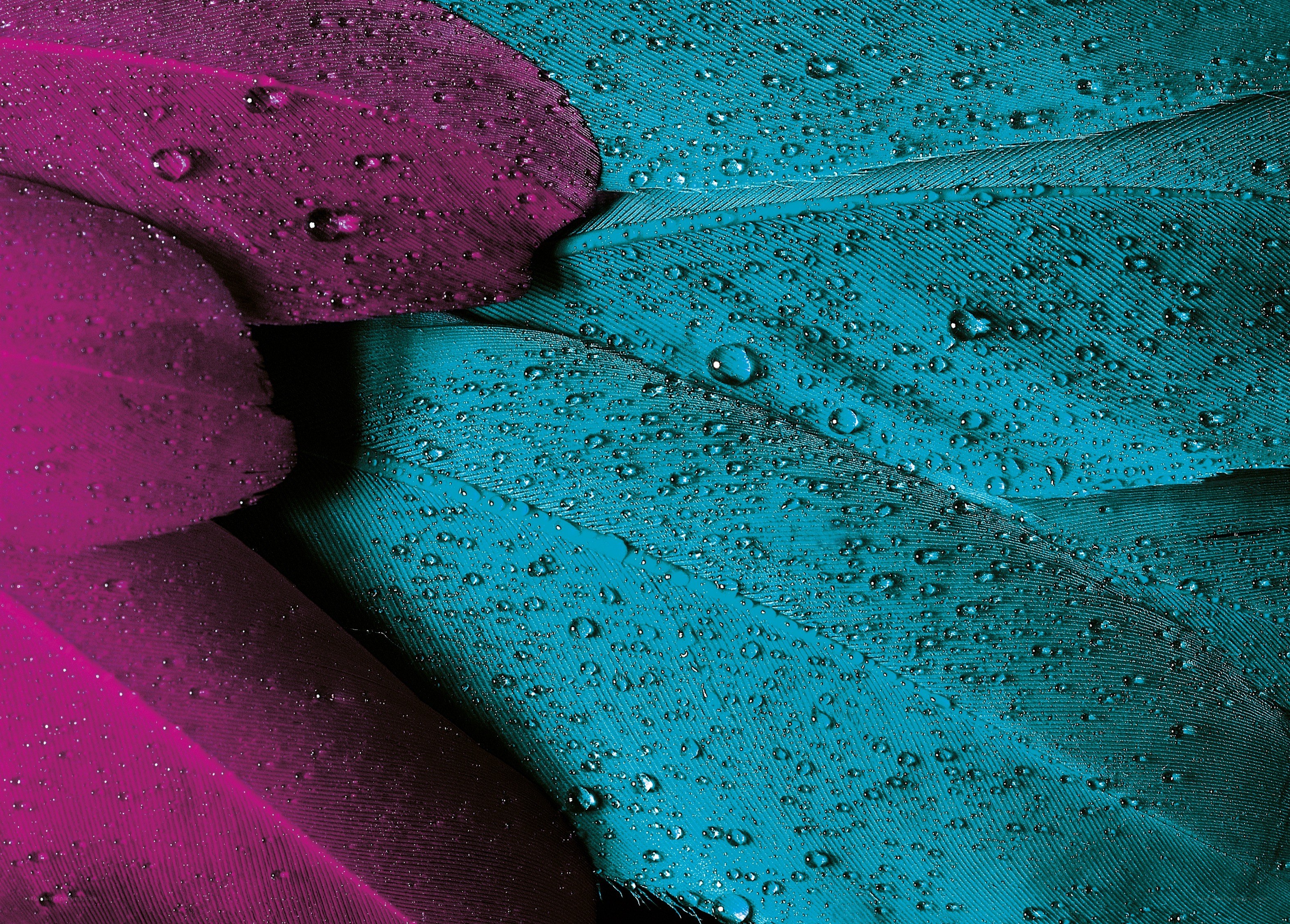 Colorful feathers with water droplets