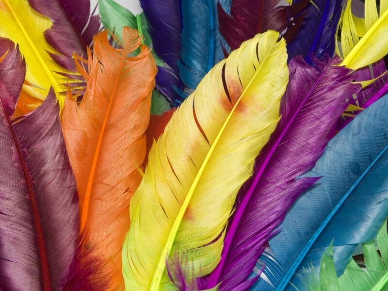 Colorful Feathers — Yellow, Vibrant