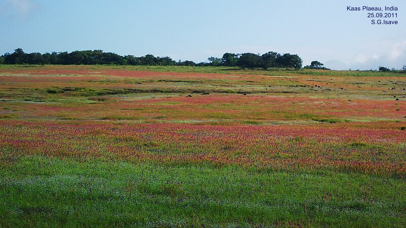 Colorful Field of Flowers