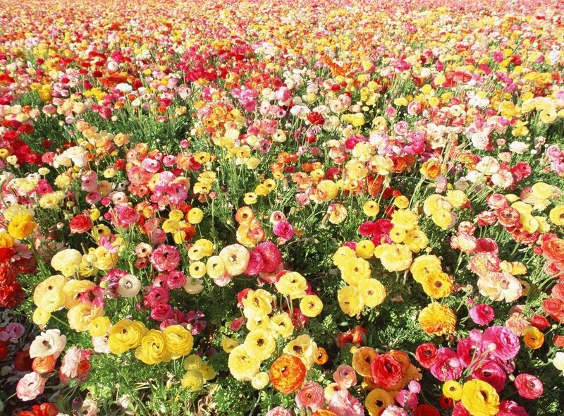 Colorful field of ranunculus flowers