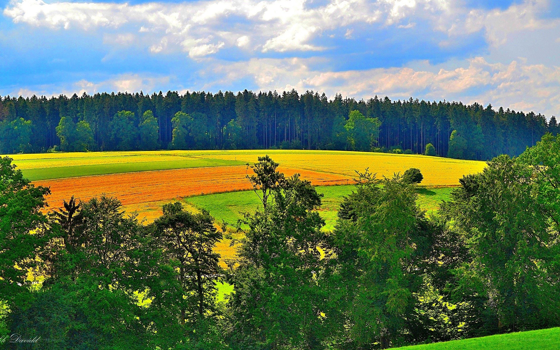 Colorful fields and forest landscape