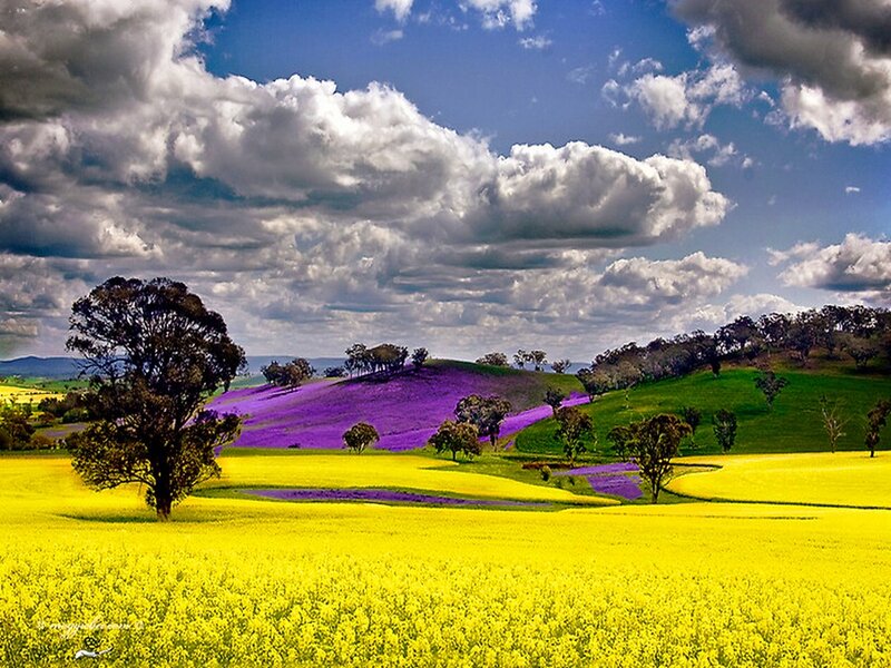 Colorful Fields and Hills