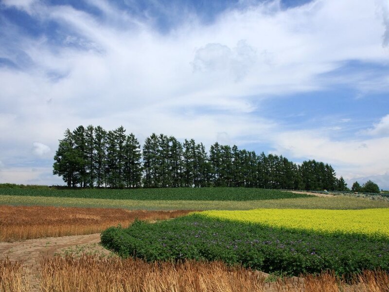 Colorful Fields and Trees