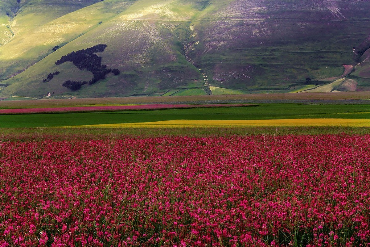 Colorful fields in a valley