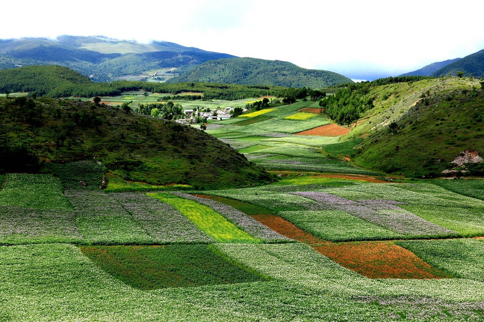 Colorful fields in mountain valley