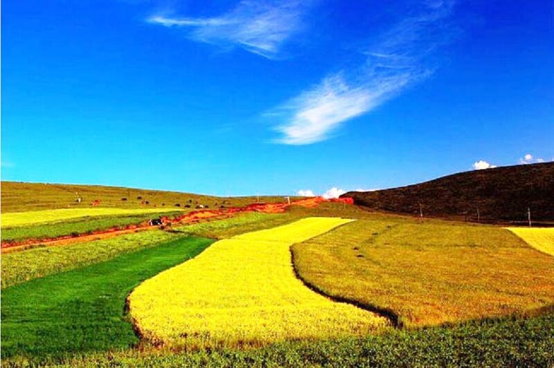 Colorful Fields on Hills