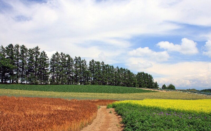 Colorful fields under a cloudy sky