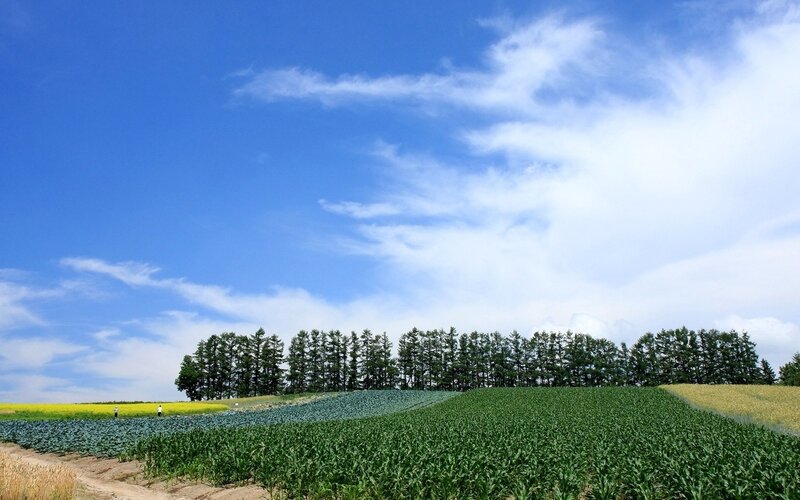 Colorful fields under blue sky