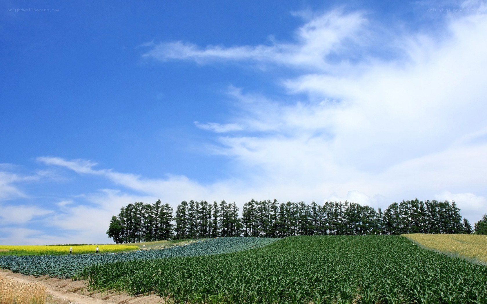 Colorful fields under blue sky