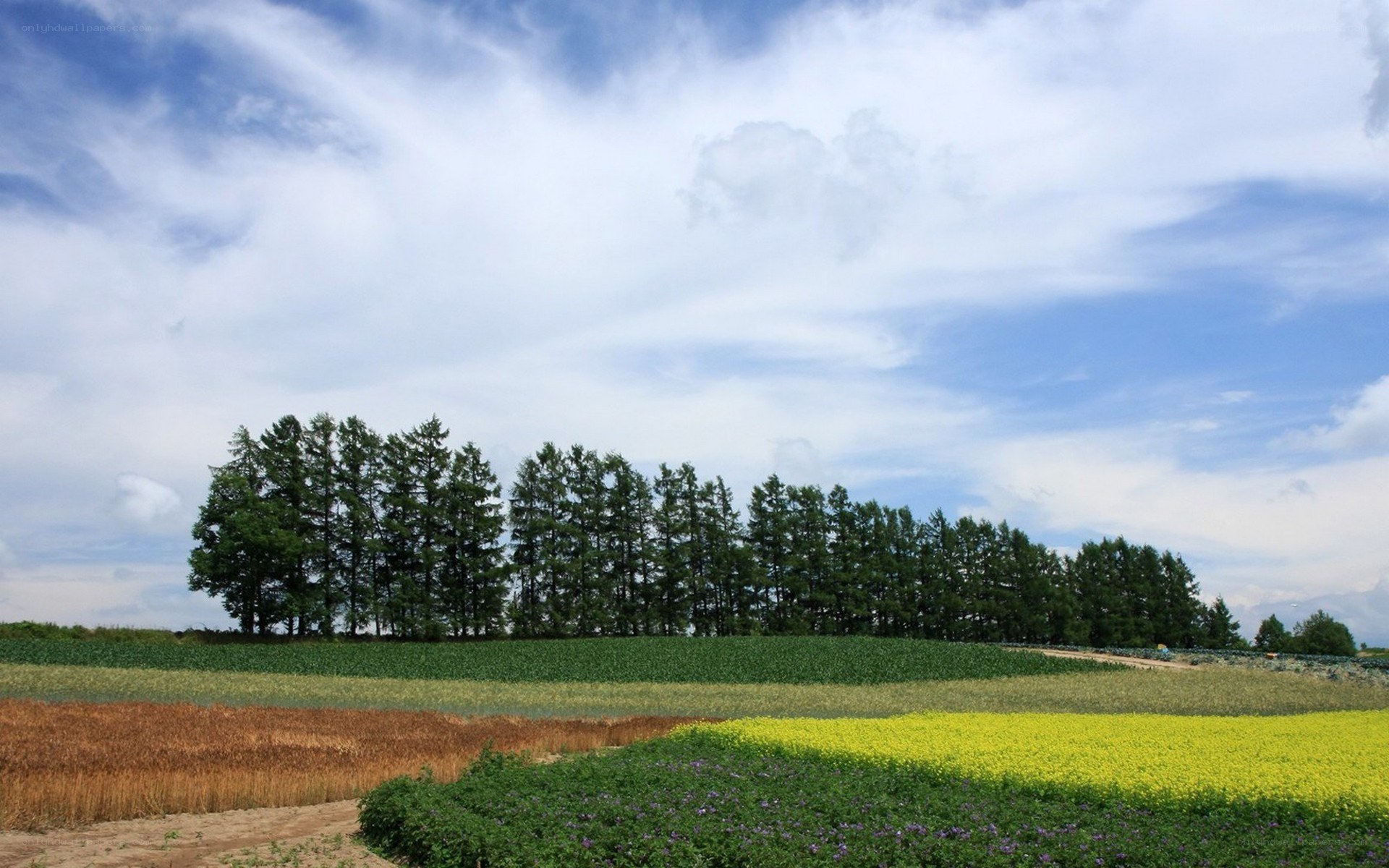 Colorful fields under blue sky