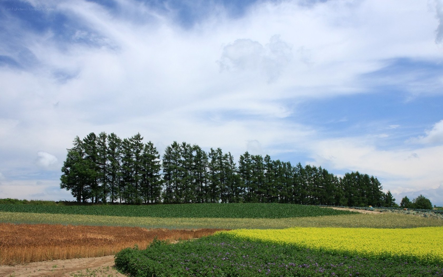 Colorful fields under blue sky