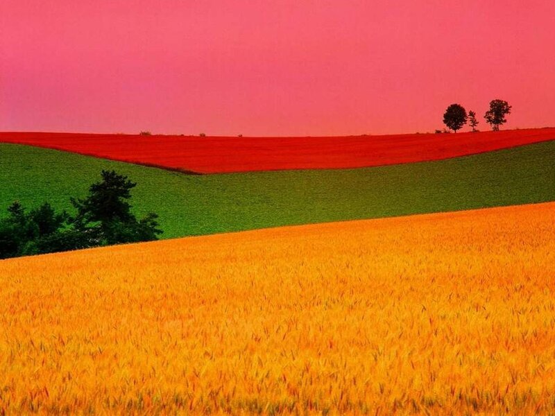 Colorful fields under pink sky