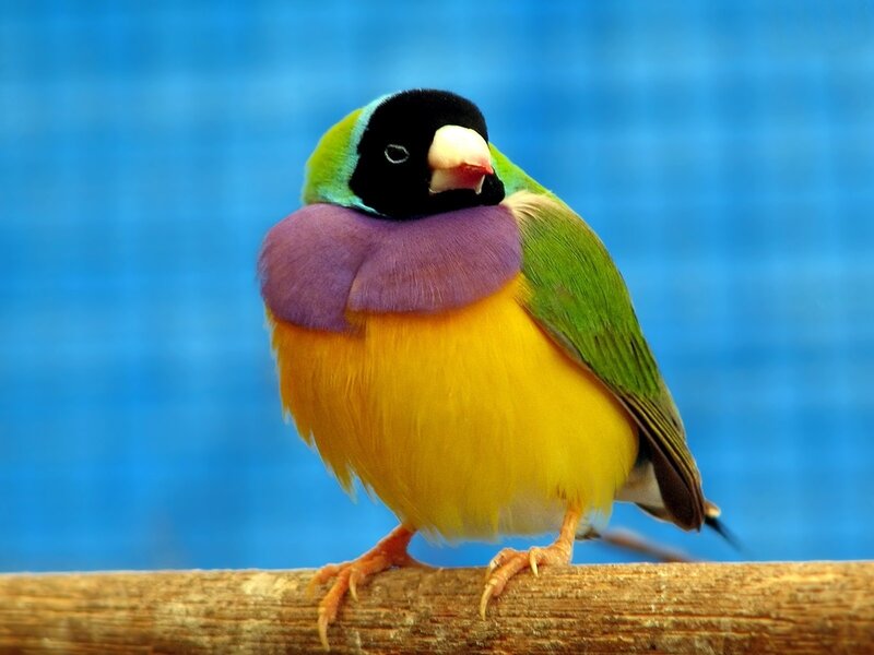 Colorful Finch Bird — Blue