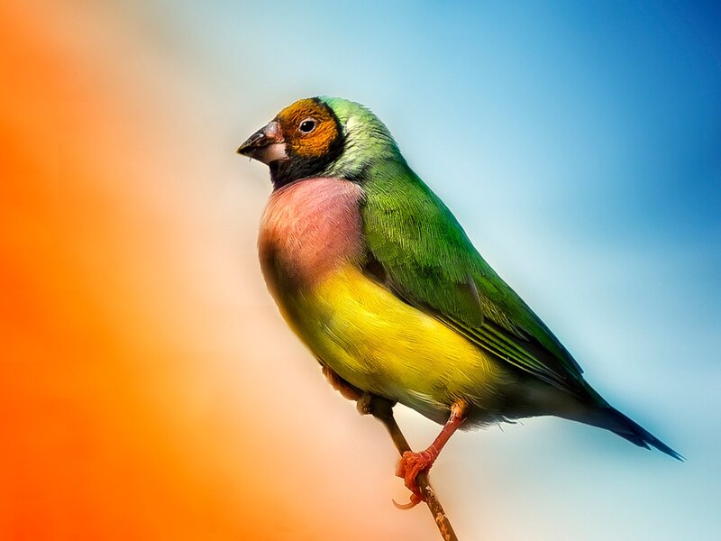 Colorful Finch Bird — Green