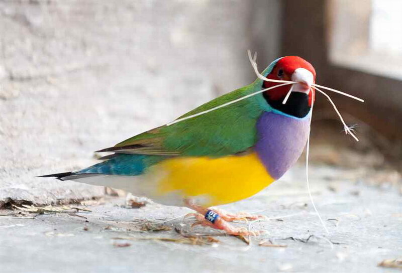 Colorful Finch Bird