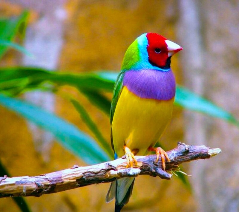 Colorful Finch Bird — Yellow, Vibrant, Photograph