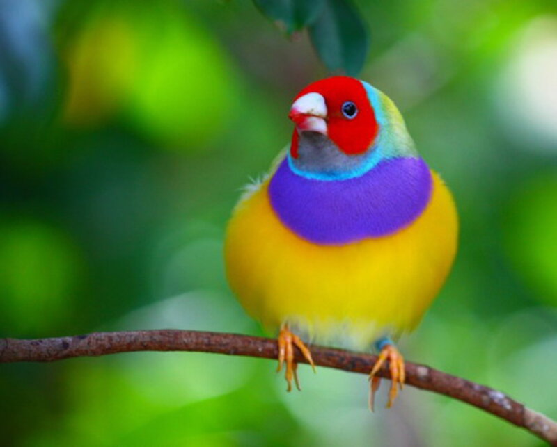 Colorful Finch Bird — Yellow, Vibrant